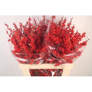 Ilex Verticilata Red