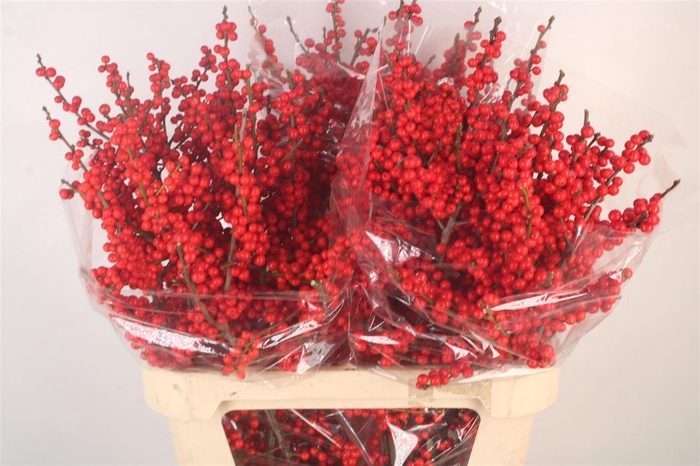 <h4>Ilex Verticilata Red</h4>