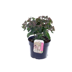 Sedum telephium Seduction PinkPassi