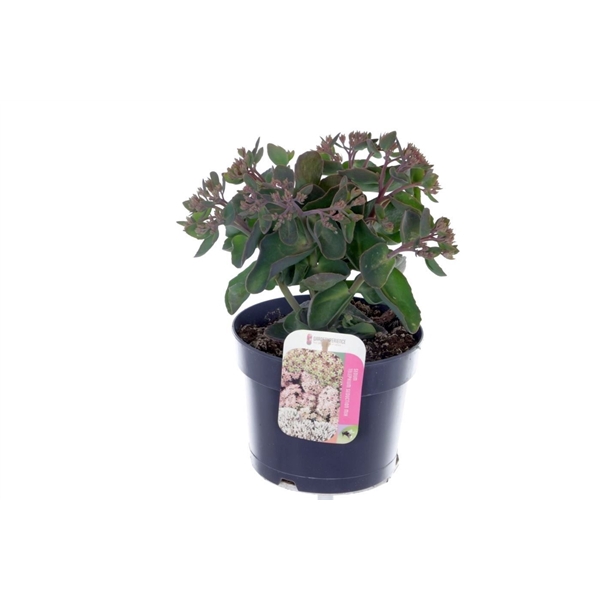 <h4>Sedum telephium Seduction PinkPassi</h4>