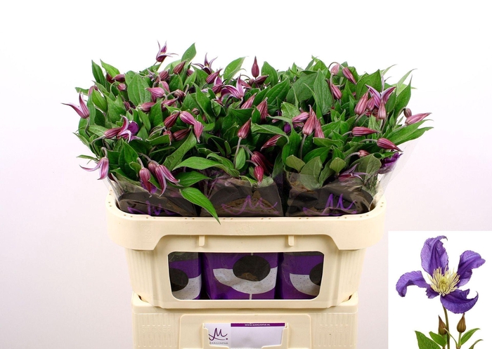 <h4>CLEMATIS DIVERSIF. 'BLUE PIROUETTE'</h4>