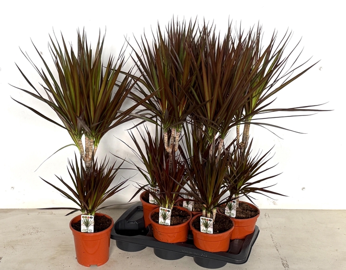 <h4>DRA MARG MAGENTA</h4>