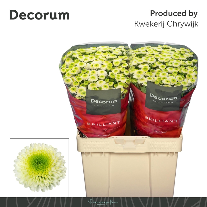 <h4>Chr S Maverick White 1600gr</h4>