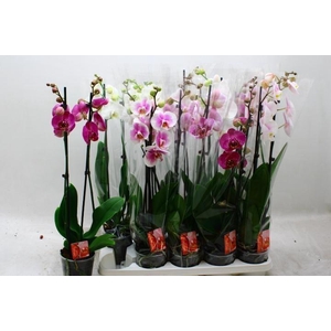 PHAL GEM