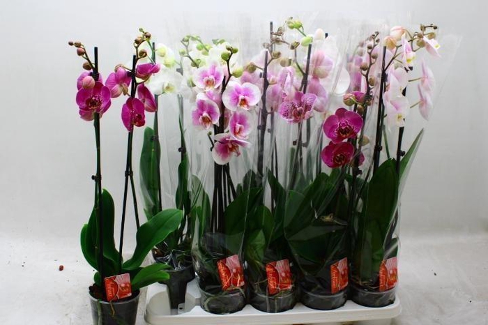 PHAL GEM