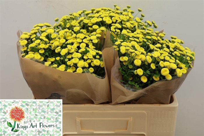 <h4>TANA PA AMAZONE</h4>