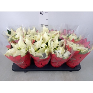 Euphorbia pulc. 'Alaska'