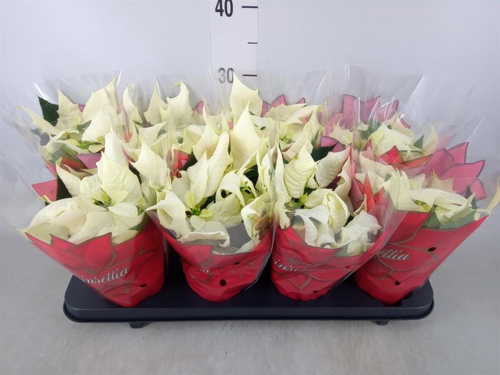 <h4>Euphorbia pulc. 'Alaska'</h4>