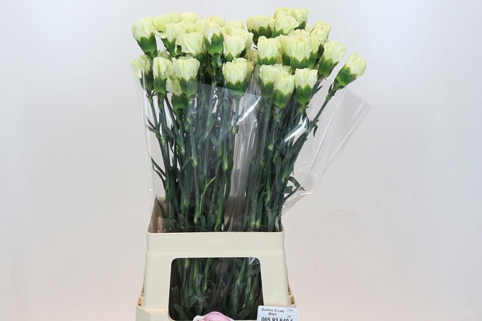 Dianthus St Lady Midori