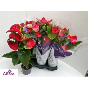 ANTHU AN BAMBINO RED