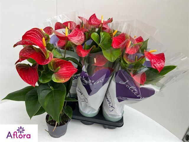 <h4>ANTHU AN BAMBINO RED</h4>