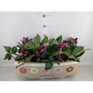 Helleborus  'Fkiss Charmer'