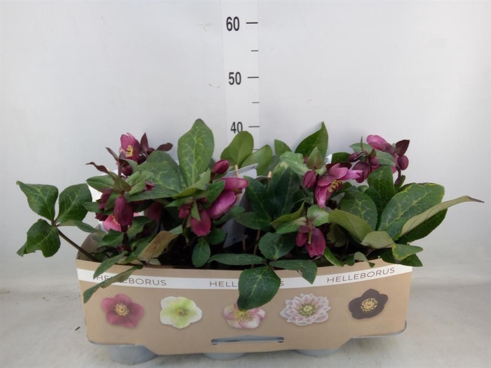 <h4>Helleborus  'Fkiss Charmer'</h4>