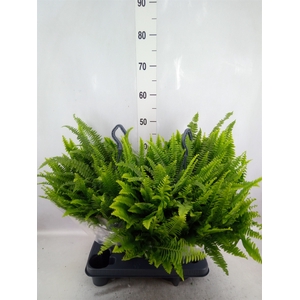 Nephrolepis exal. 'Green Lady'