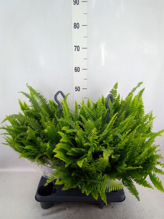 <h4>Nephrolepis exal. 'Green Lady'</h4>