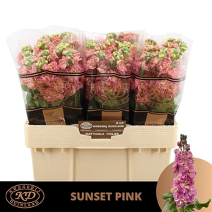 Matth Milla Sunset Pink