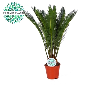 Cycas Revoluta p14