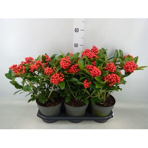 Skimmia jap. 'Temptation'