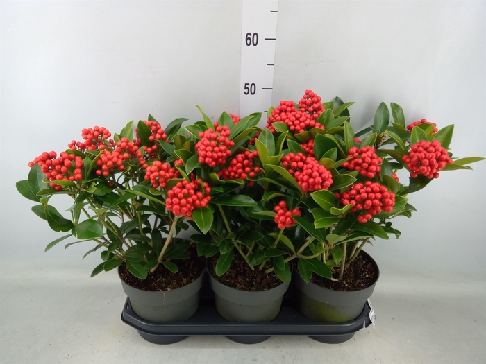 <h4>Skimmia jap. 'Temptation'</h4>