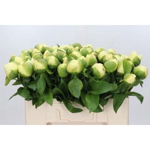 Paeonia Lemon Chiffon