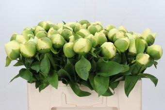<h4>Paeonia Lemon Chiffon</h4>