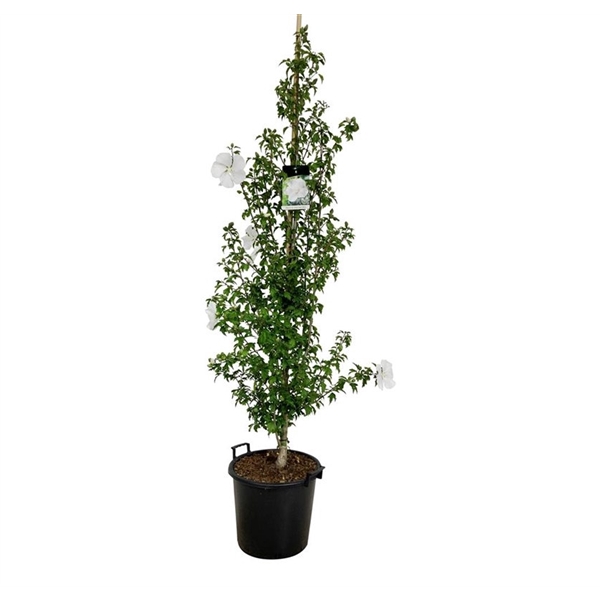 <h4>Hibiscus syr. Flower Tower White</h4>