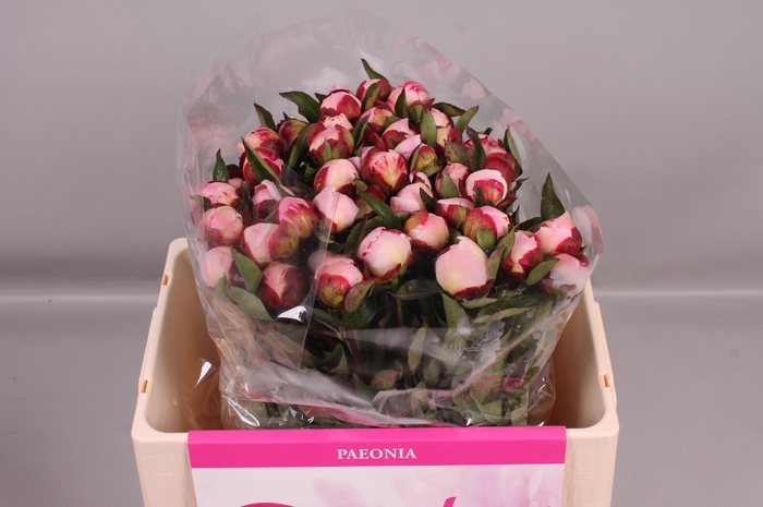 <h4>Paeonia Gardenia</h4>