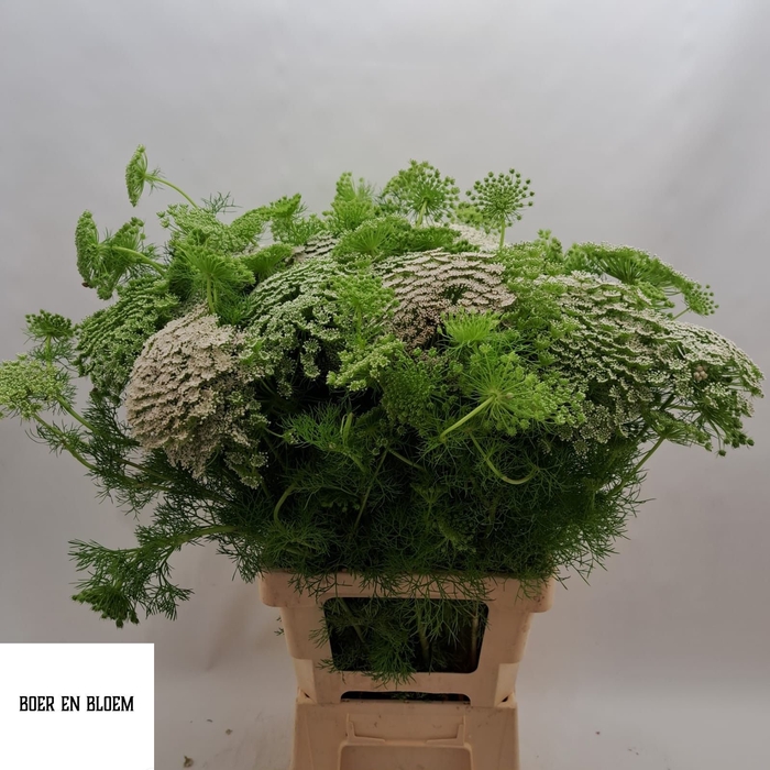 <h4>AMMI VISNAGA</h4>