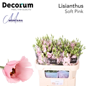 Lisianthus Claire Soft pink 70cm