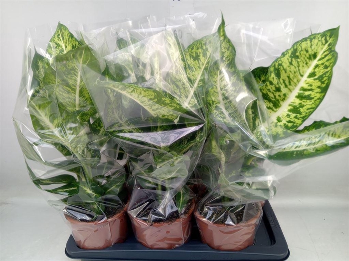 <h4>Dieffenbachia  'Mars'</h4>