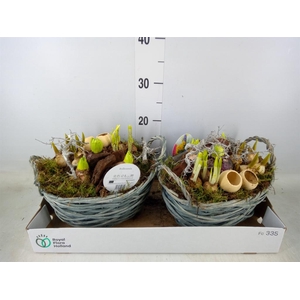 Arr.   Bol/Knolgewas L%