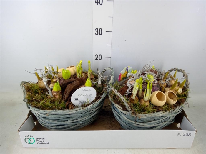 <h4>Arr.   Bol/Knolgewas L%</h4>