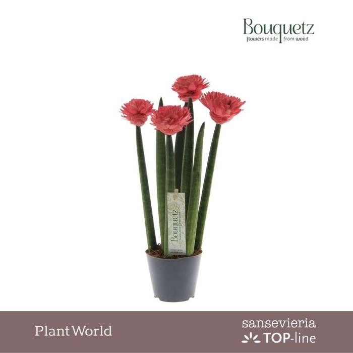 <h4>Sansevieria TOP-line Bouquetz Red P8,5</h4>