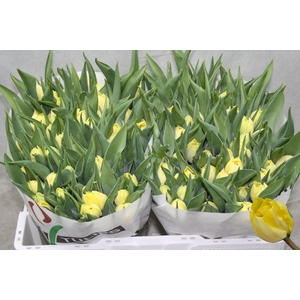 TU DU SECRET PERFUME