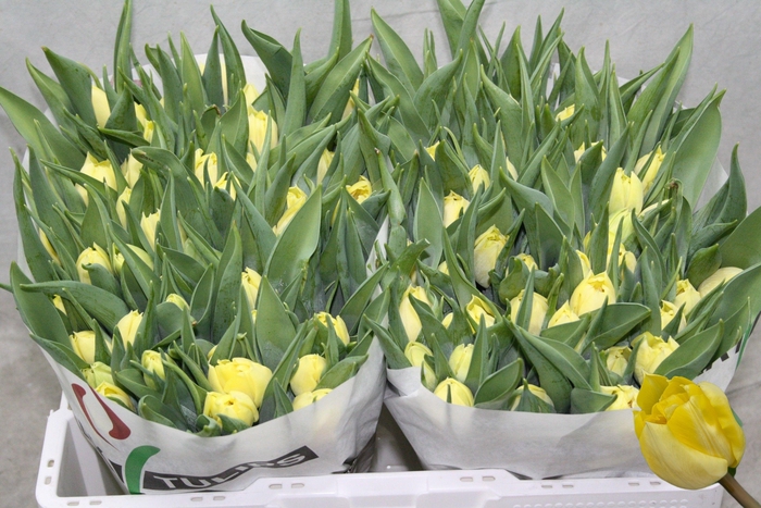 <h4>TU DU SECRET PERFUME</h4>