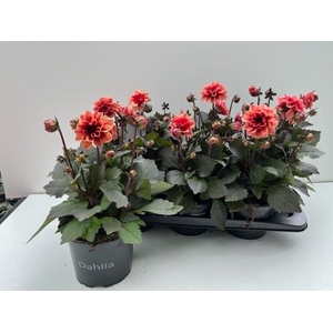 Dahlia  'Revelation Salmon Bicolor'