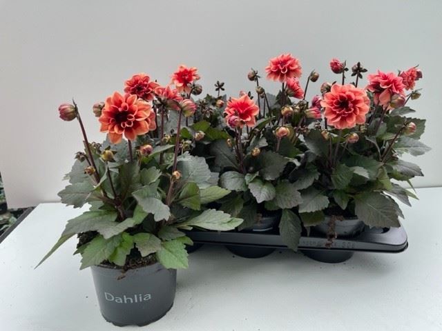<h4>Dahlia  'Revelation Salmon Bicolor'</h4>