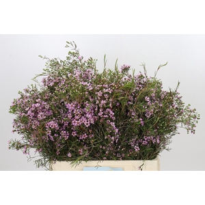 Chamelaucium Solar