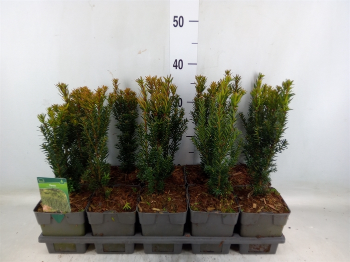 <h4>Taxus media 'Hillii'</h4>