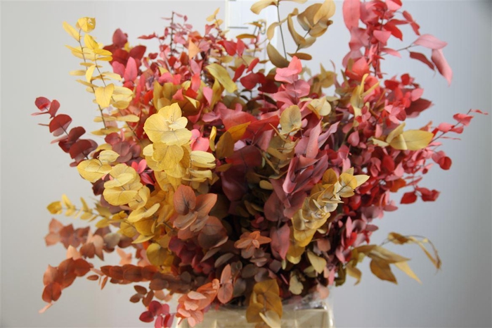 <h4>Euca Stuartiana Gestabiliseerd</h4>