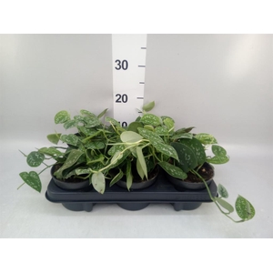 Scindapsus pictus 'Argyraeus'