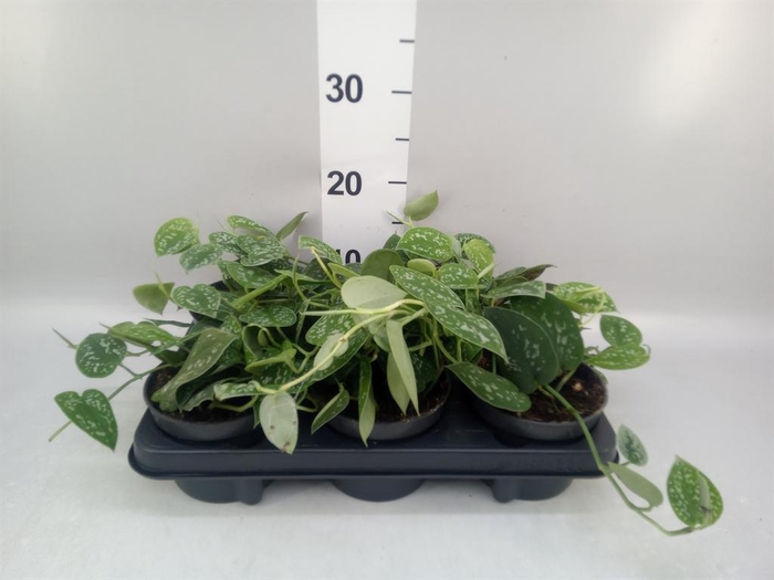 <h4>Scindapsus pictus 'Argyraeus'</h4>
