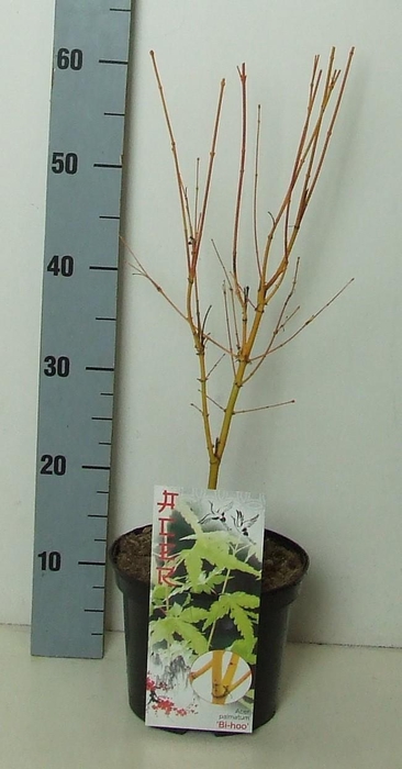 <h4>Acer palmatum 'Bi Hoo' P19 Full CC</h4>
