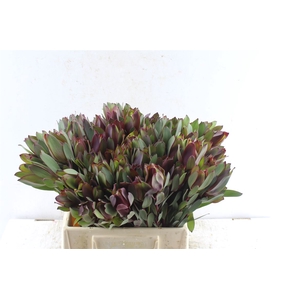 Leucad Senorita