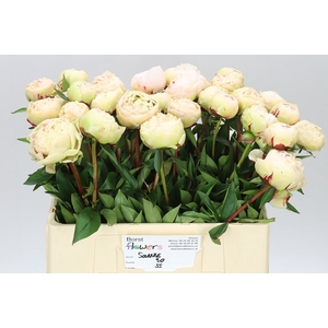 Paeonia Solange