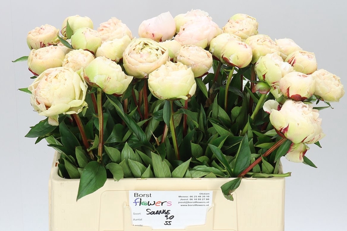 <h4>Paeonia Solange</h4>