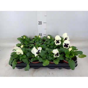Viola wr. 'Colossus White wBlotch'