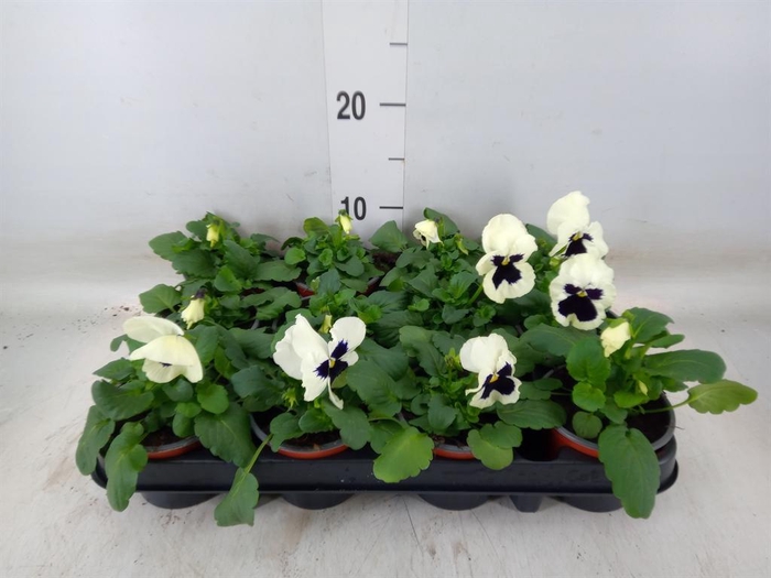 <h4>Viola wr. 'Colossus White wBlotch'</h4>