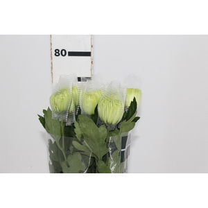 ANASTASIA DARK GREEN 080 CM VERDE