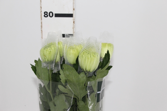 <h4>ANASTASIA DARK GREEN 080 CM VERDE</h4>